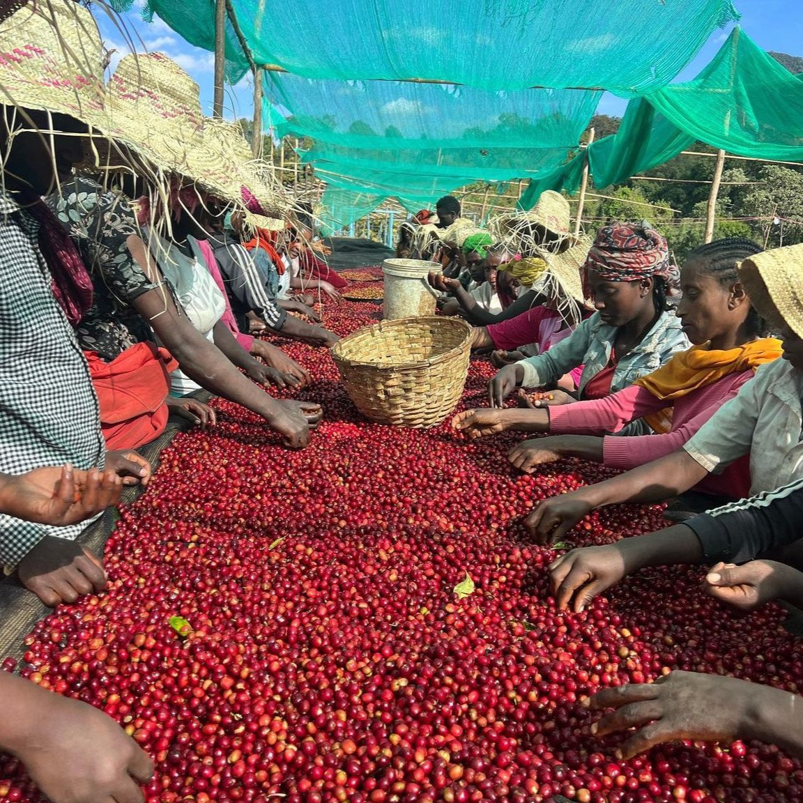 Beredo - Ethiopia Sidama